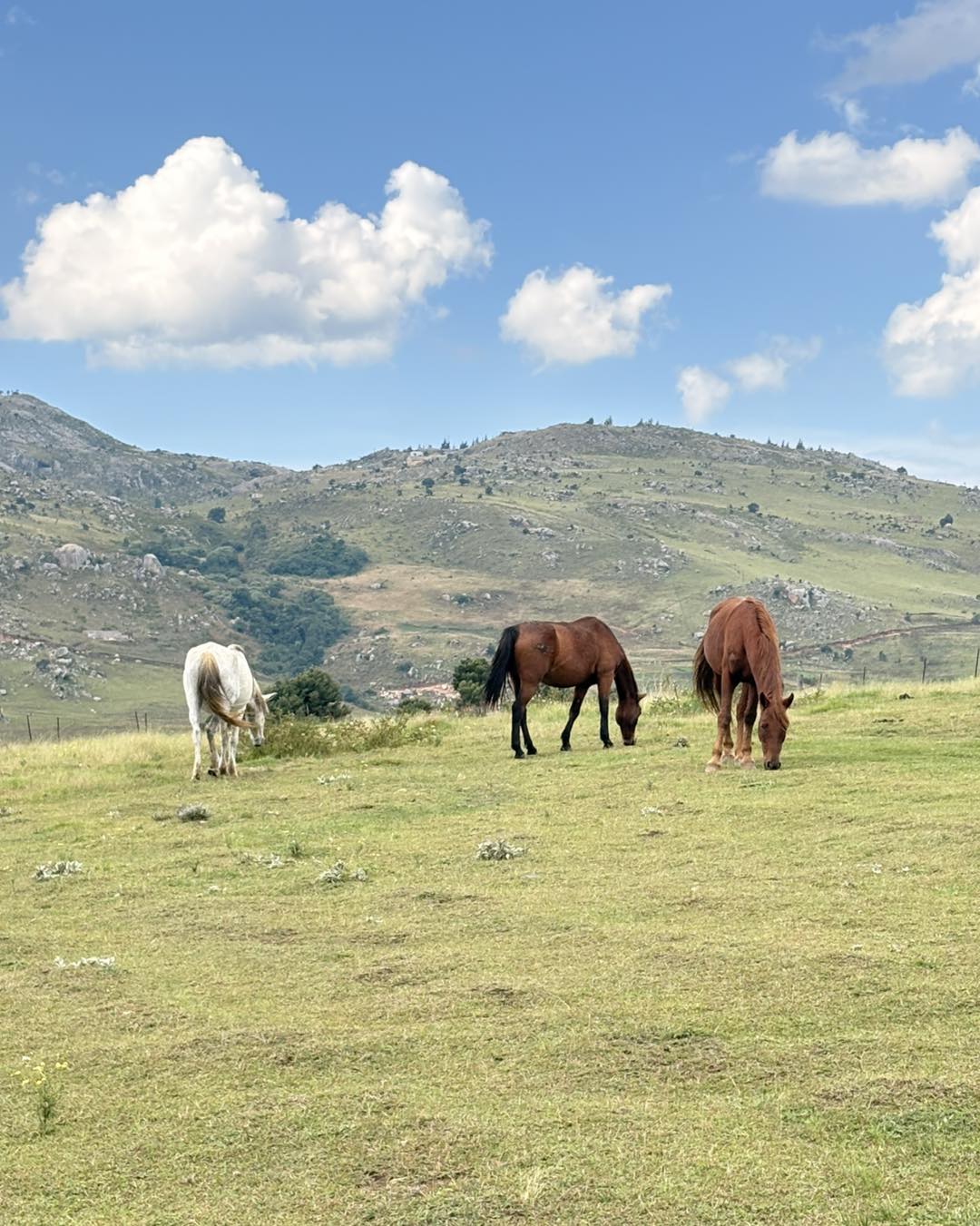 Horseback Riding — 2.jpg